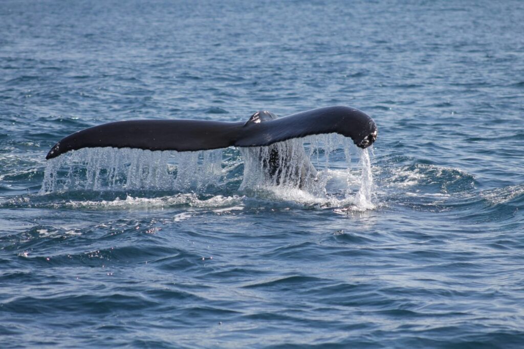 Record De Ballenas Francas En Patagonia