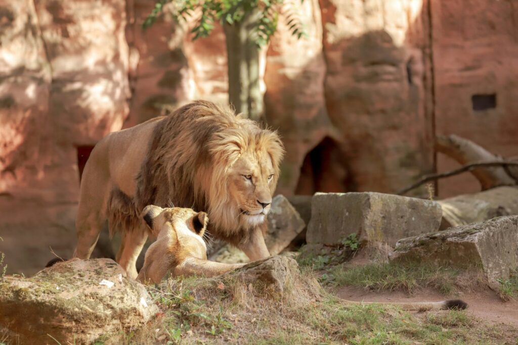 Zoo De Aalborg Pide Mascotas Para Leones Y Tigres