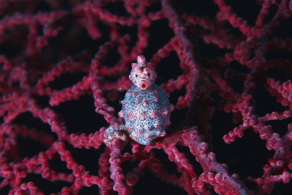 La evolución suele contarse como una historia de añadidos: un caballito de mar demostró que a veces funciona justo al revés