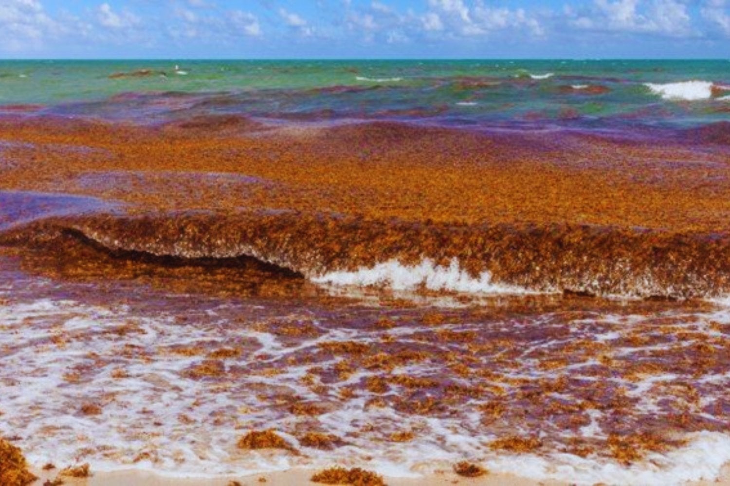 Una franja marrón del tamaño de un continente conecta África y América: el récord de sargazo en 2025 alarma a los científicos