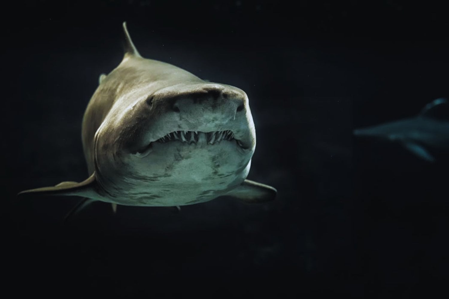 Los tiburones no nacieron reyes. Una historia olvidada bajo el fondo marino