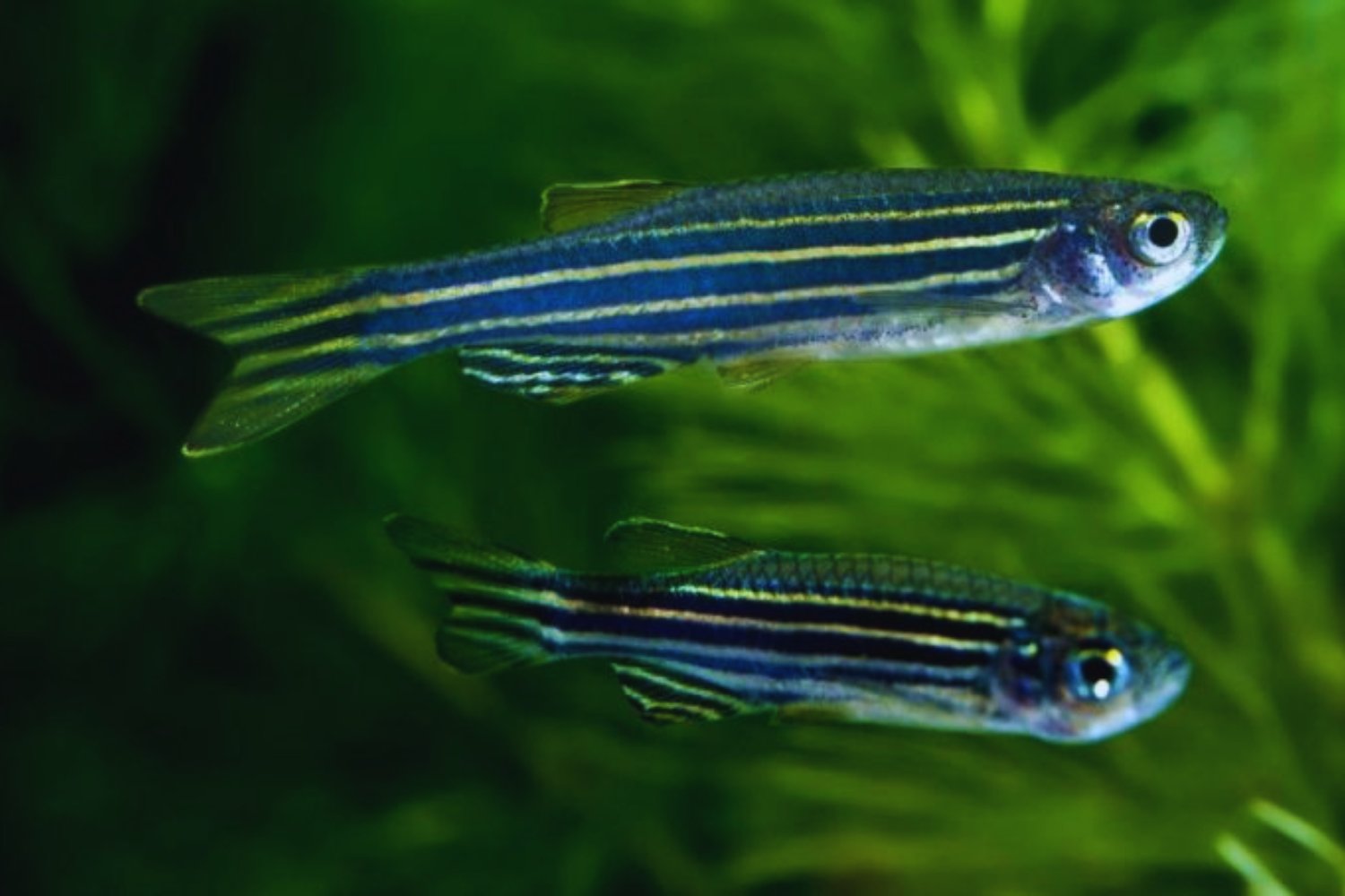 Un secreto evolutivo escondido en los peces: la cloaca que dio paso a los dedos humanos