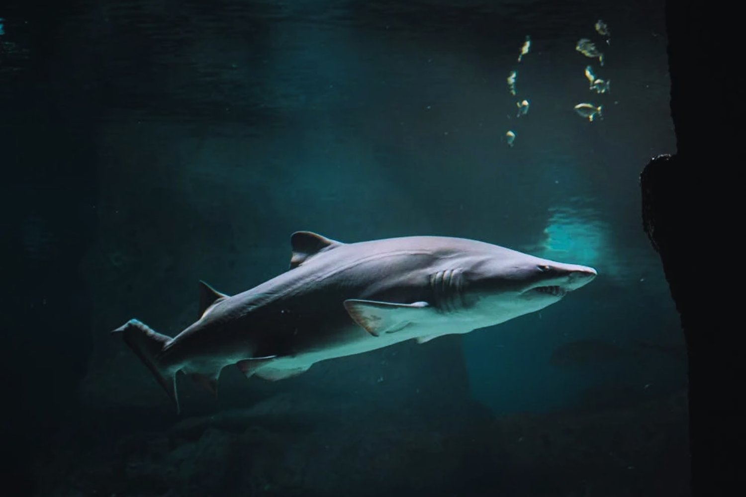 Los tiburones no nacieron reyes. Una historia olvidada bajo el fondo marino