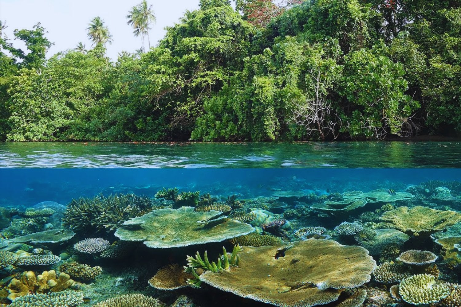 El misterio detrás de Tetepare: la isla deshabitada del Pacífico Sur que resiste a la tala, al turismo y a sus propios descendientes