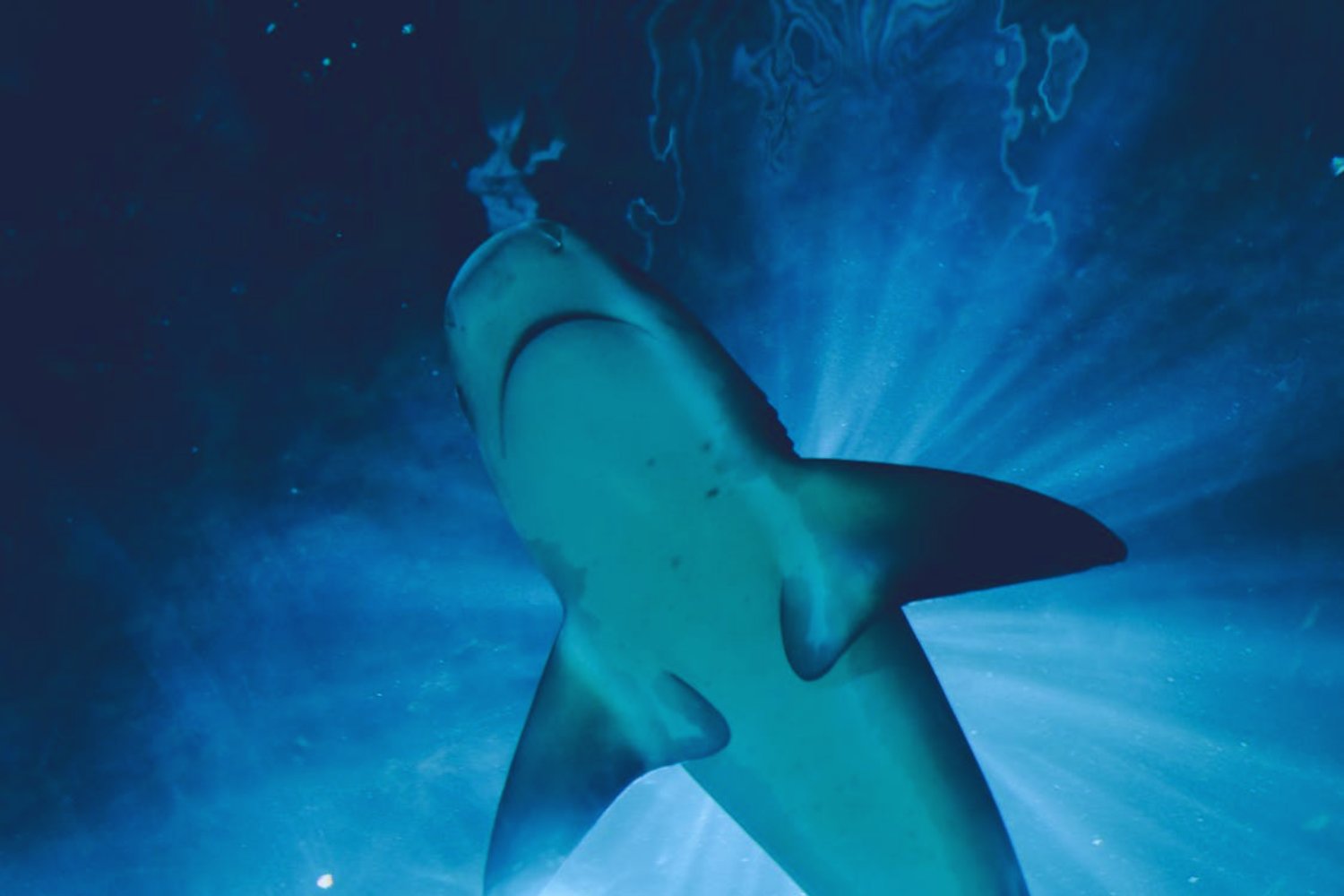 Los tiburones no nacieron reyes. Una historia olvidada bajo el fondo marino