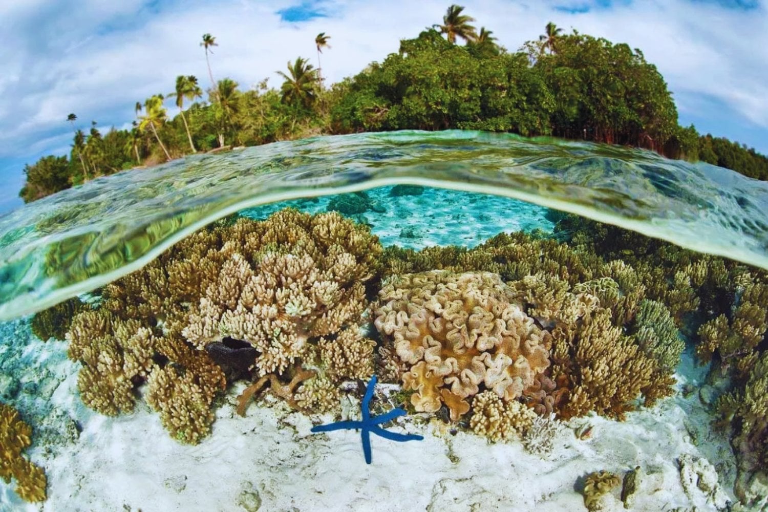El misterio detrás de Tetepare: la isla deshabitada del Pacífico Sur que resiste a la tala, al turismo y a sus propios descendientes