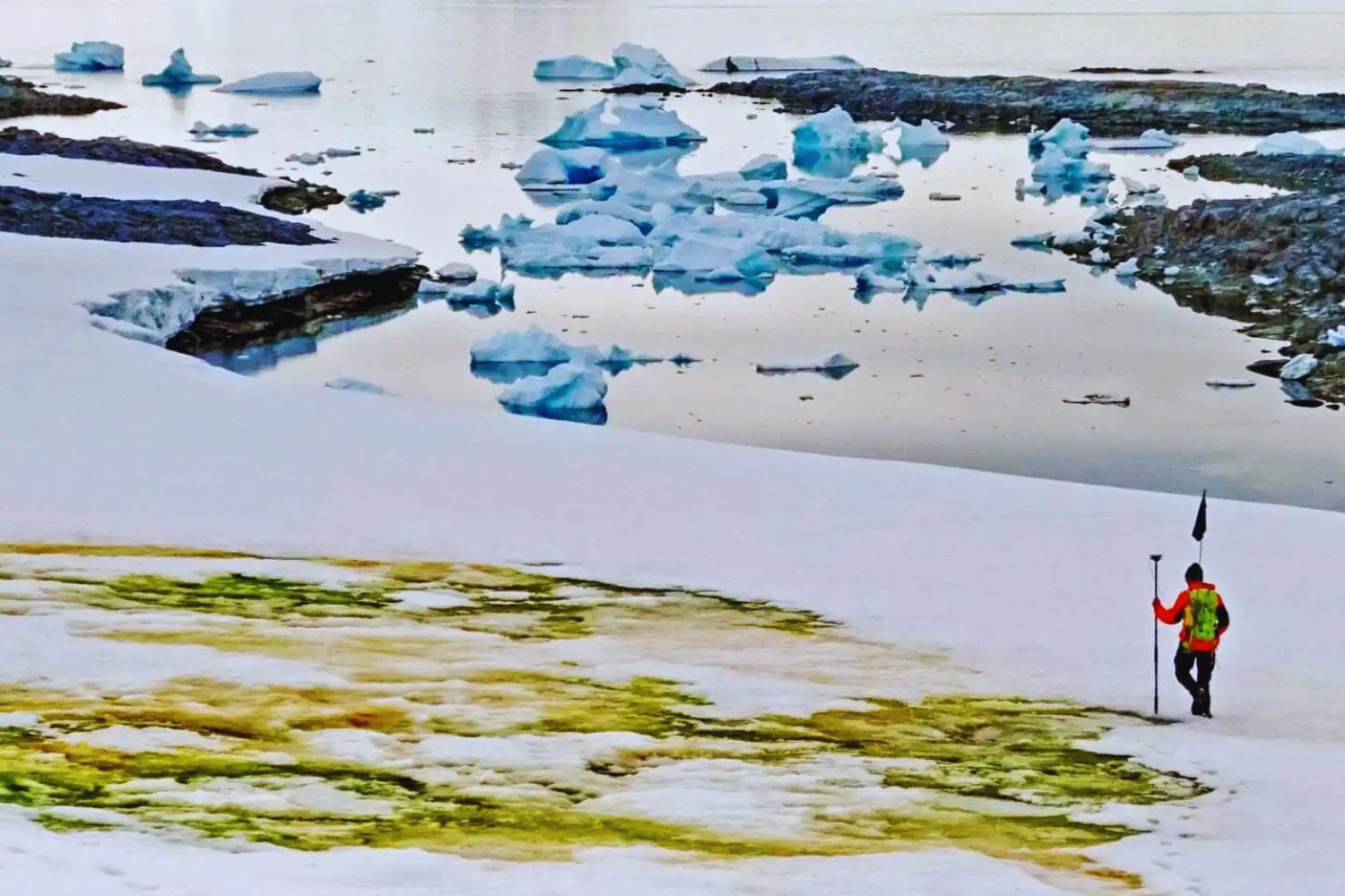 Las algas de la nieve reducen el albedo y aceleran el deshielo en la Antártida: un estudio revela cómo funciona el ciclo