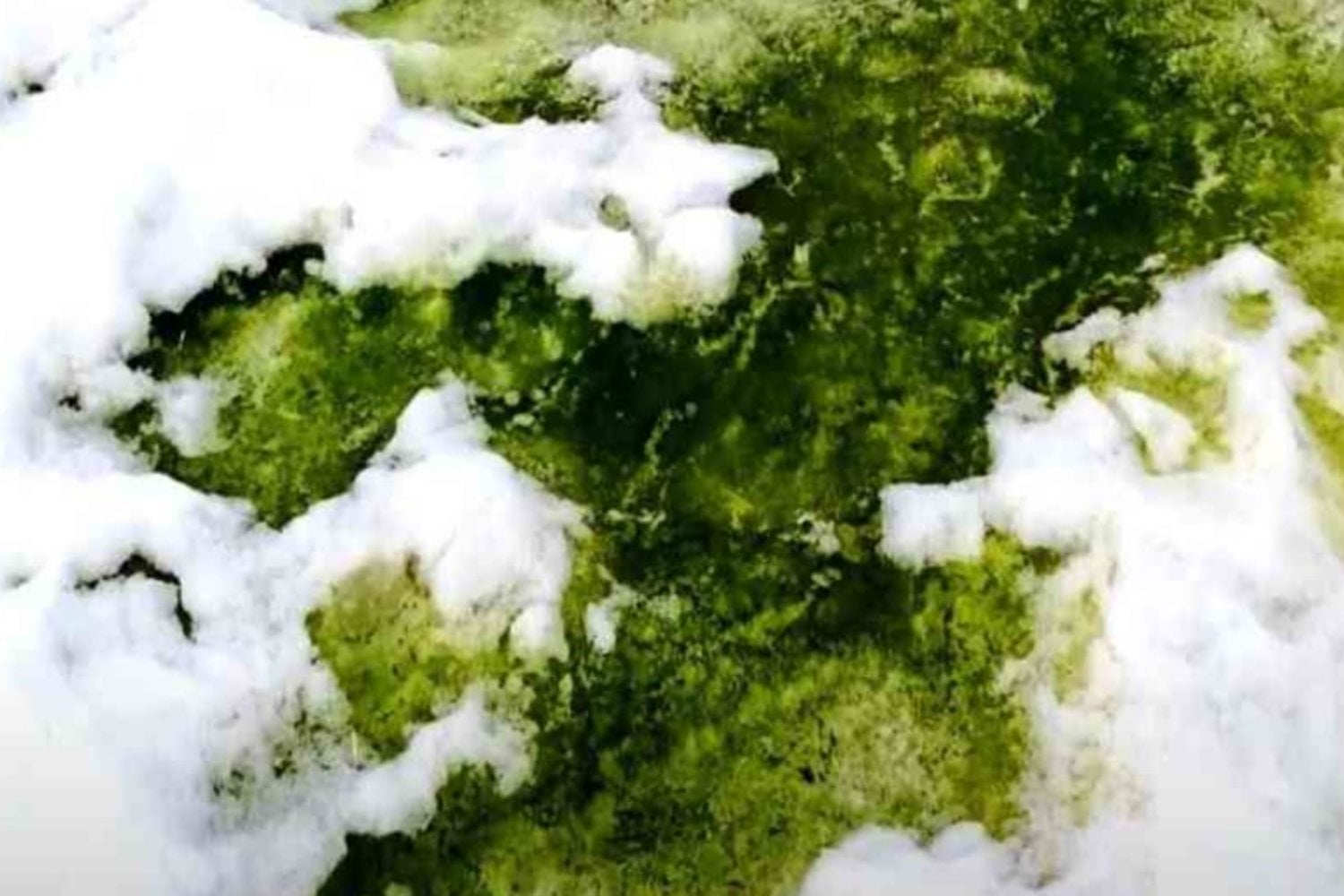 Las algas de la nieve reducen el albedo y aceleran el deshielo en la Antártida: un estudio revela cómo funciona el ciclo