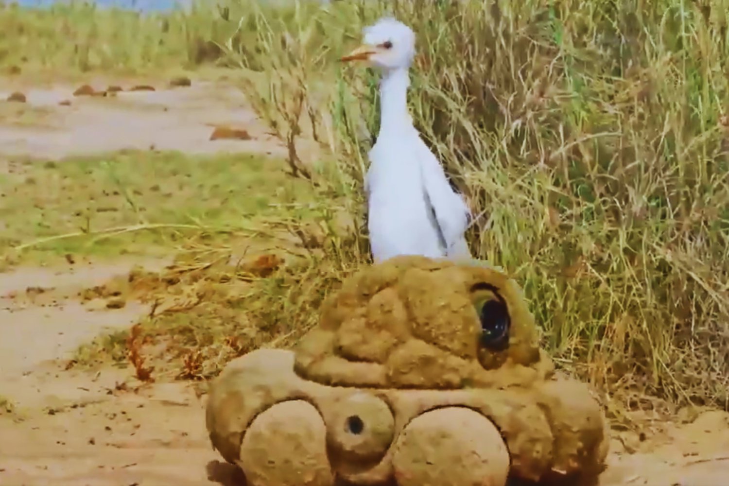 El excremento que todo lo ve: el ingenioso truco de la BBC para acercarse como nunca a la vida animal