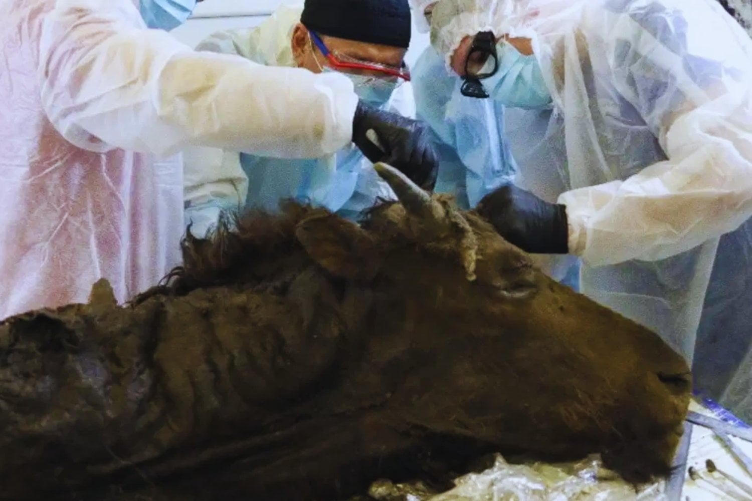 Tiene 9.000 años, y su especie está extinta, pero está tan bien conservado que quizás puedan resucitarlo