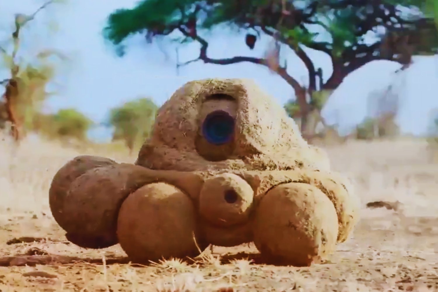 El excremento que todo lo ve: el ingenioso truco de la BBC para acercarse como nunca a la vida animal