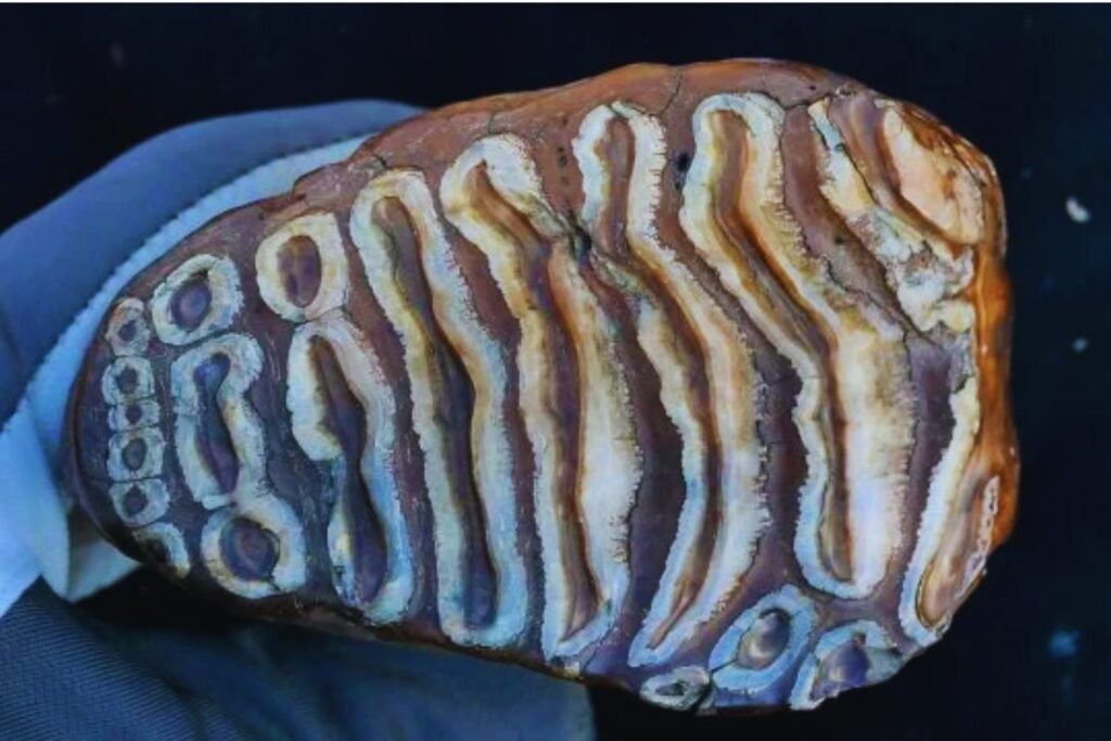 El legado oculto de los mamuts no estaba en sus colmillos, sino en sus bacterias. Así se recuperó el ADN microbiano más antiguo de la historia