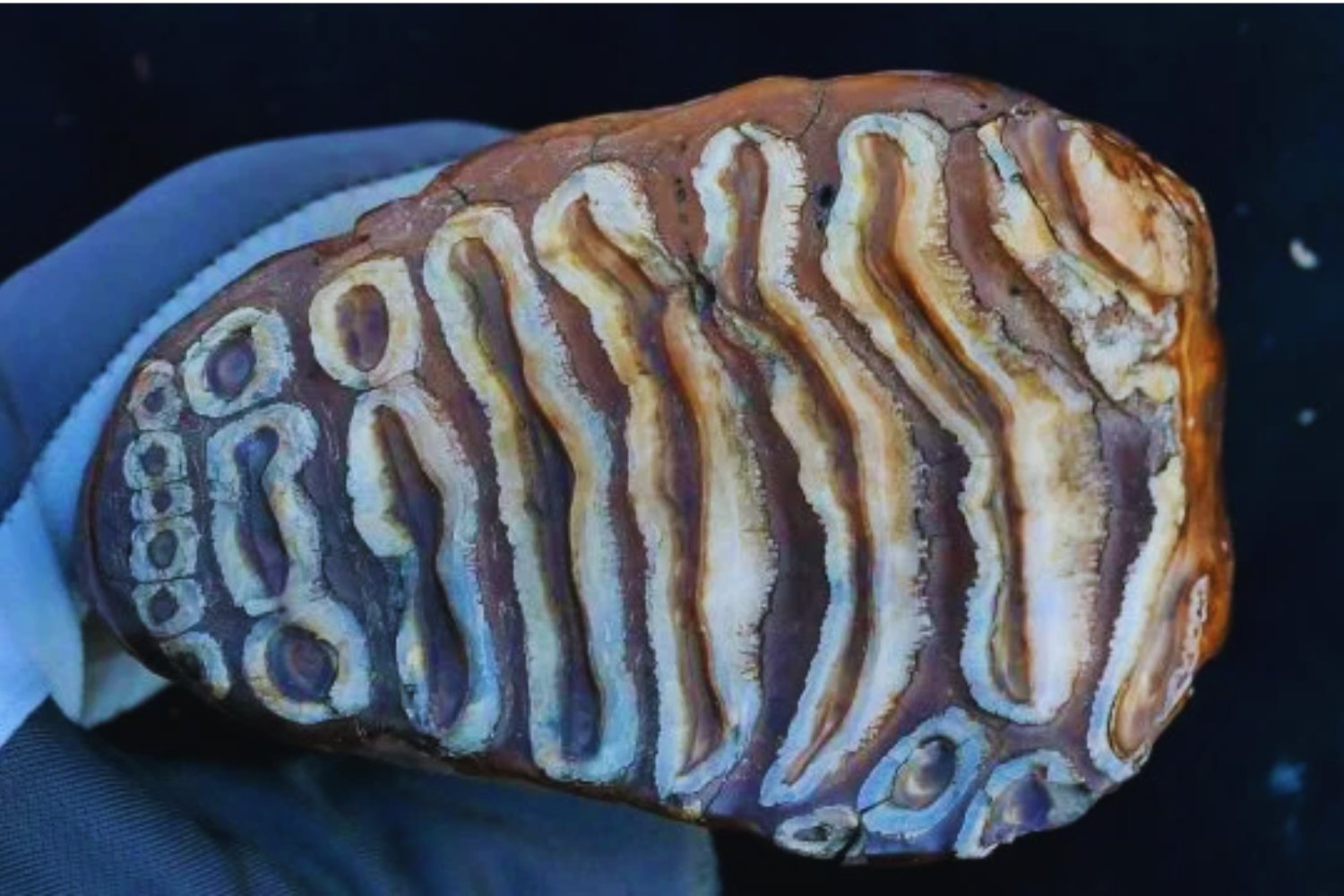 El legado oculto de los mamuts no estaba en sus colmillos, sino en sus bacterias. Así se recuperó el ADN microbiano más antiguo de la historia