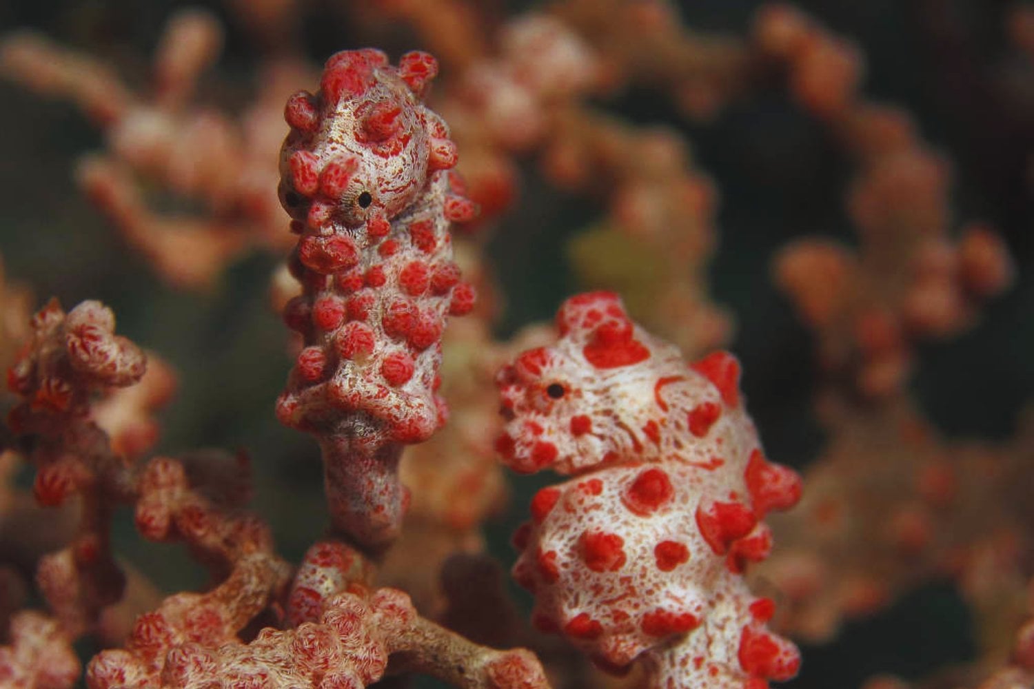 La evolución suele contarse como una historia de añadidos: un caballito de mar demostró que a veces funciona justo al revés