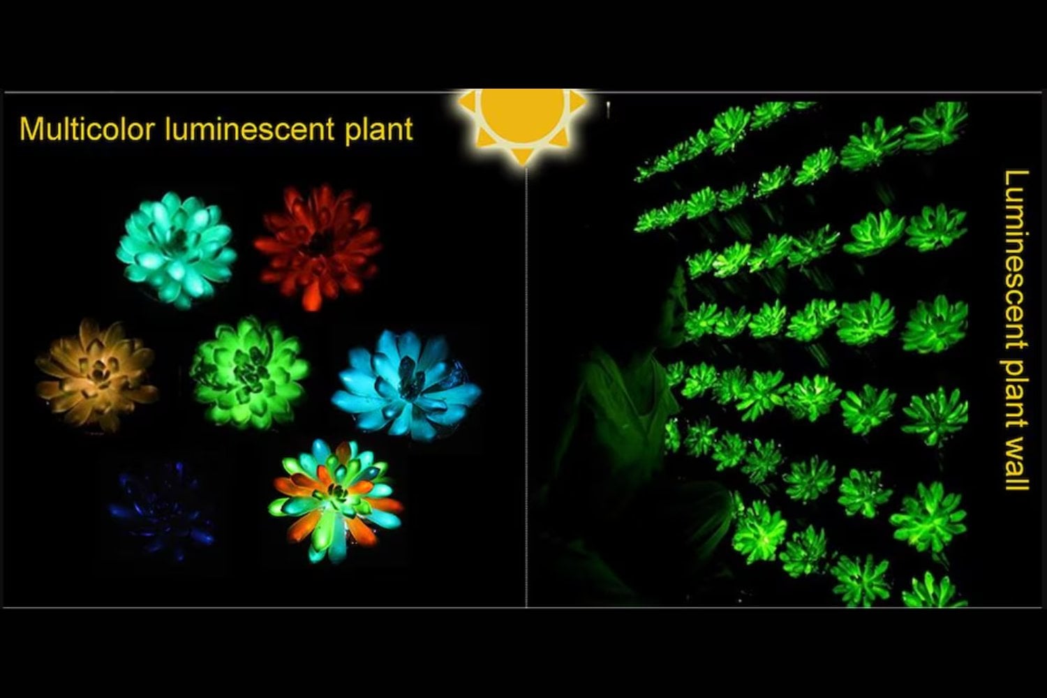 Plantas que brillan en la oscuridad: el enigma de las lámparas vivas que podrían transformar la noche