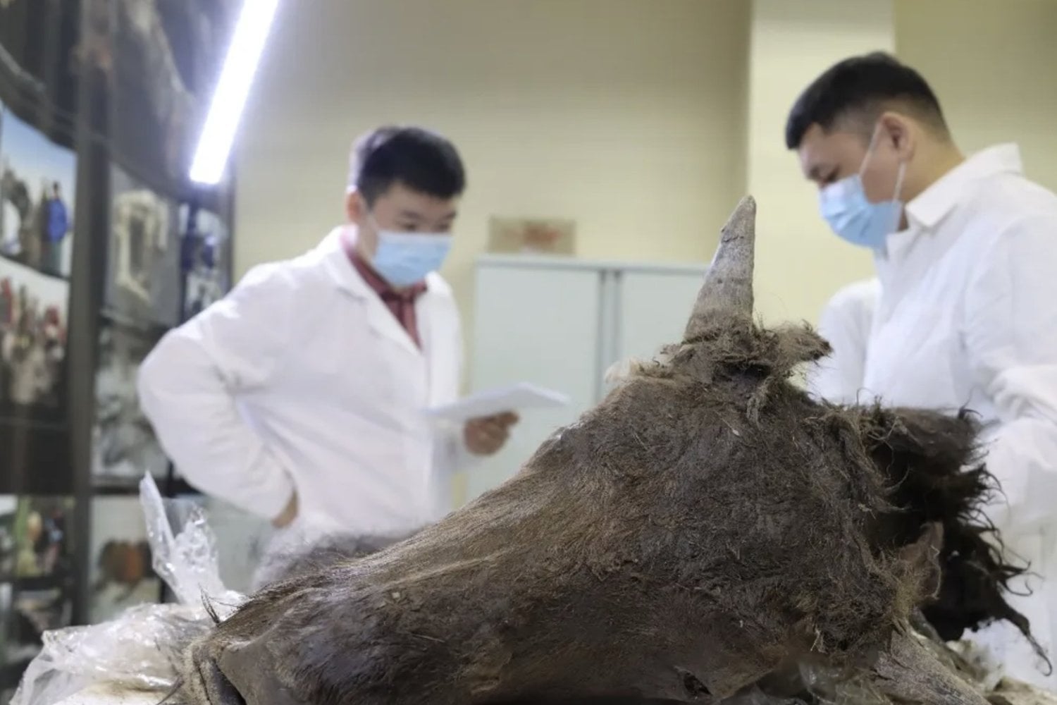 Tiene 9.000 años, y su especie está extinta, pero está tan bien conservado que quizás puedan resucitarlo