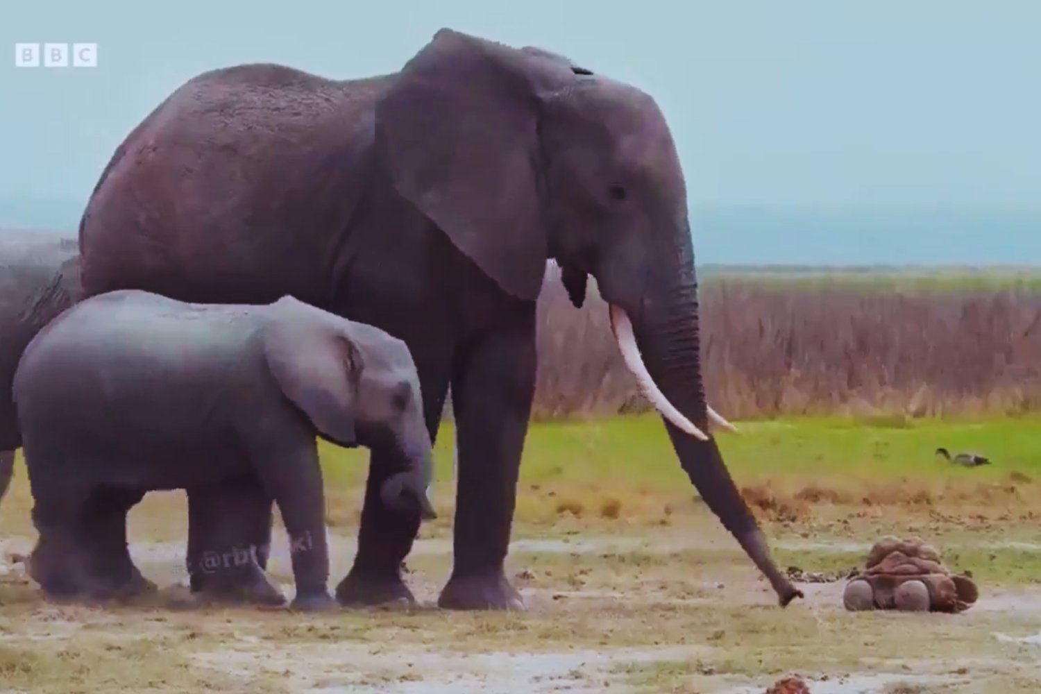 El excremento que todo lo ve: el ingenioso truco de la BBC para acercarse como nunca a la vida animal
