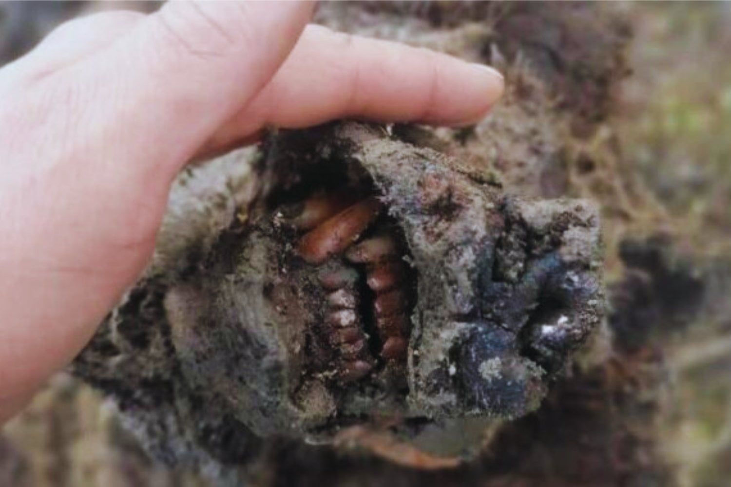 Tiene 9.000 años, y su especie está extinta, pero está tan bien conservado que quizás puedan resucitarlo