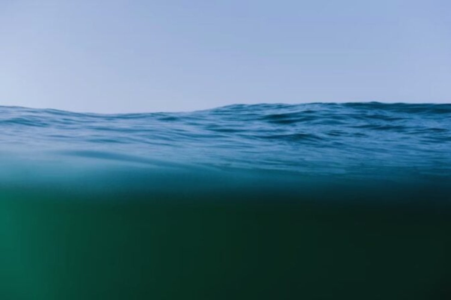 A 9.000 metros bajo el mar apareció un ecosistema que nadie esperaba: así es la vida donde creíamos que no podía existir