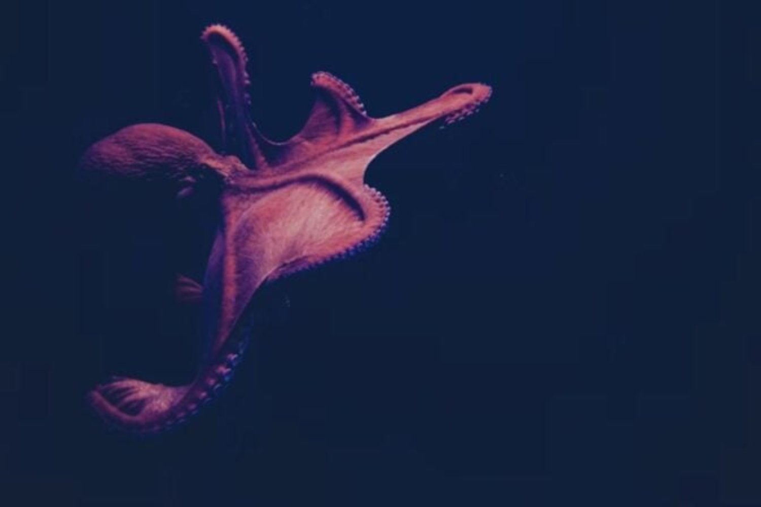 ¿Qué especie podría reemplazar a los humanos como dominante en la Tierra? Un científico de Oxford tiene una candidata inesperada