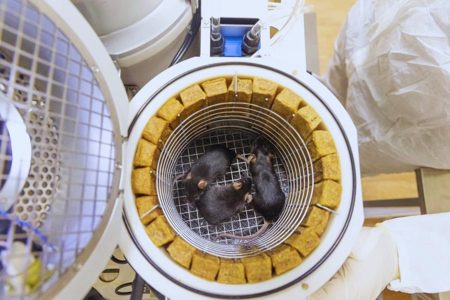 El nuevo experimento de Roscosmos parece ciencia ficción: un “arca de Noé” en órbita con ratones, semillas y células vivas que viajó 30 días para estudiar cómo resiste la vida en el espacio