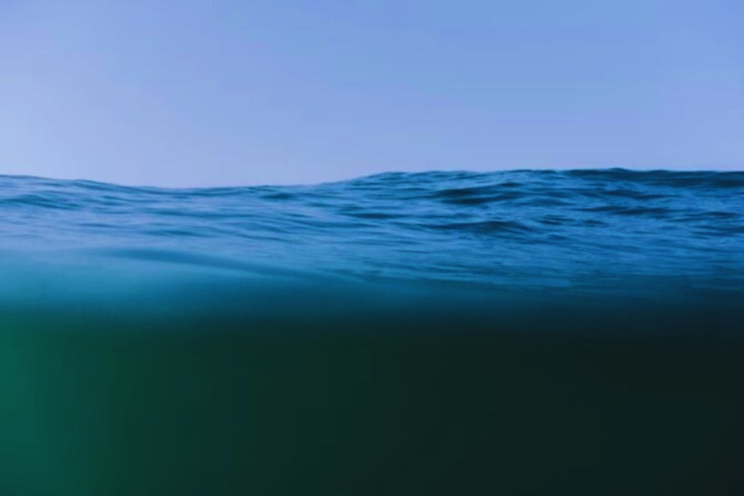 La ballena azul volvió a Massachusetts tras 20 años: un avistamiento histórico que alerta sobre la conservación de la especie