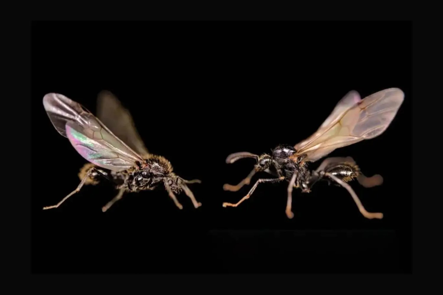 La reina que fabrica hijos ajenos: el hallazgo que obliga a reescribir las reglas de las especies