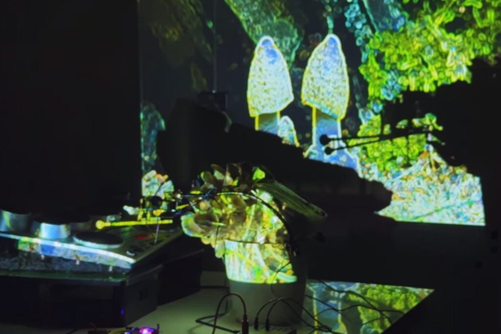 ¿Y si las plantas ya tenían voz? La banda británica que transforma hongos y hojas en música electrónica