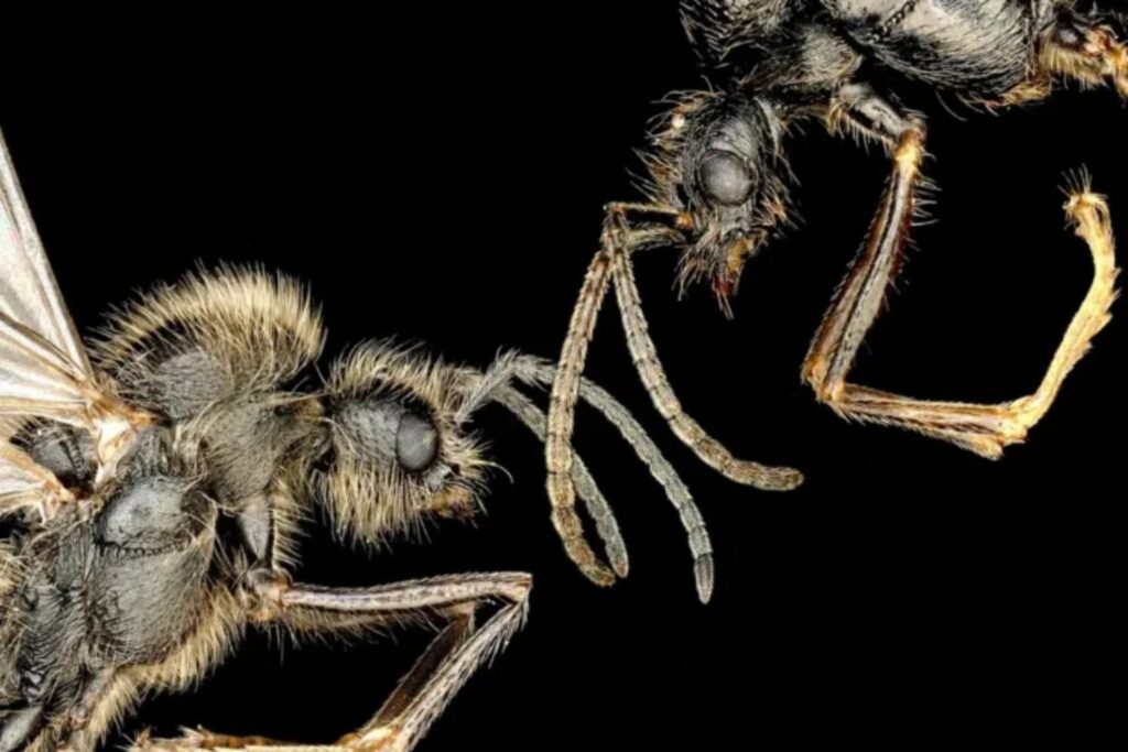 La reina que fabrica hijos ajenos: el hallazgo que obliga a reescribir las reglas de las especies