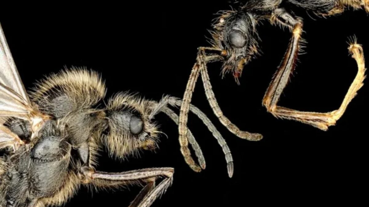 Los científicos excavaban nidos de hormigas y encontraron un experimento evolutivo que parecía imposible. Una misma reina puede dar origen a dos especies distintas
