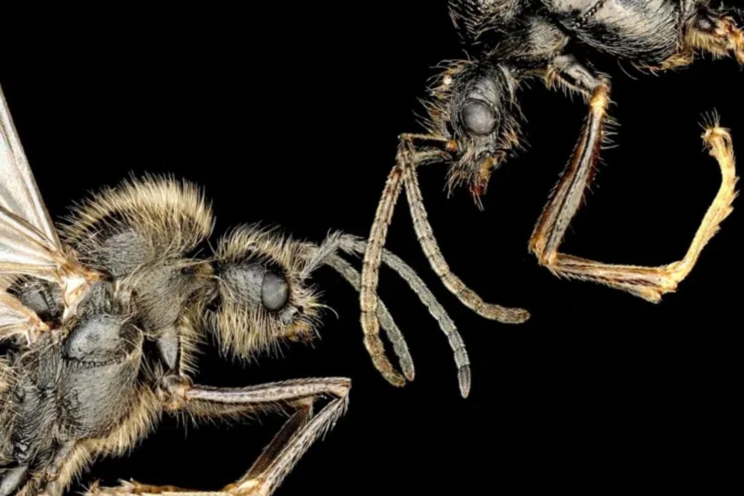 La reina que fabrica hijos ajenos: el hallazgo que obliga a reescribir las reglas de las especies