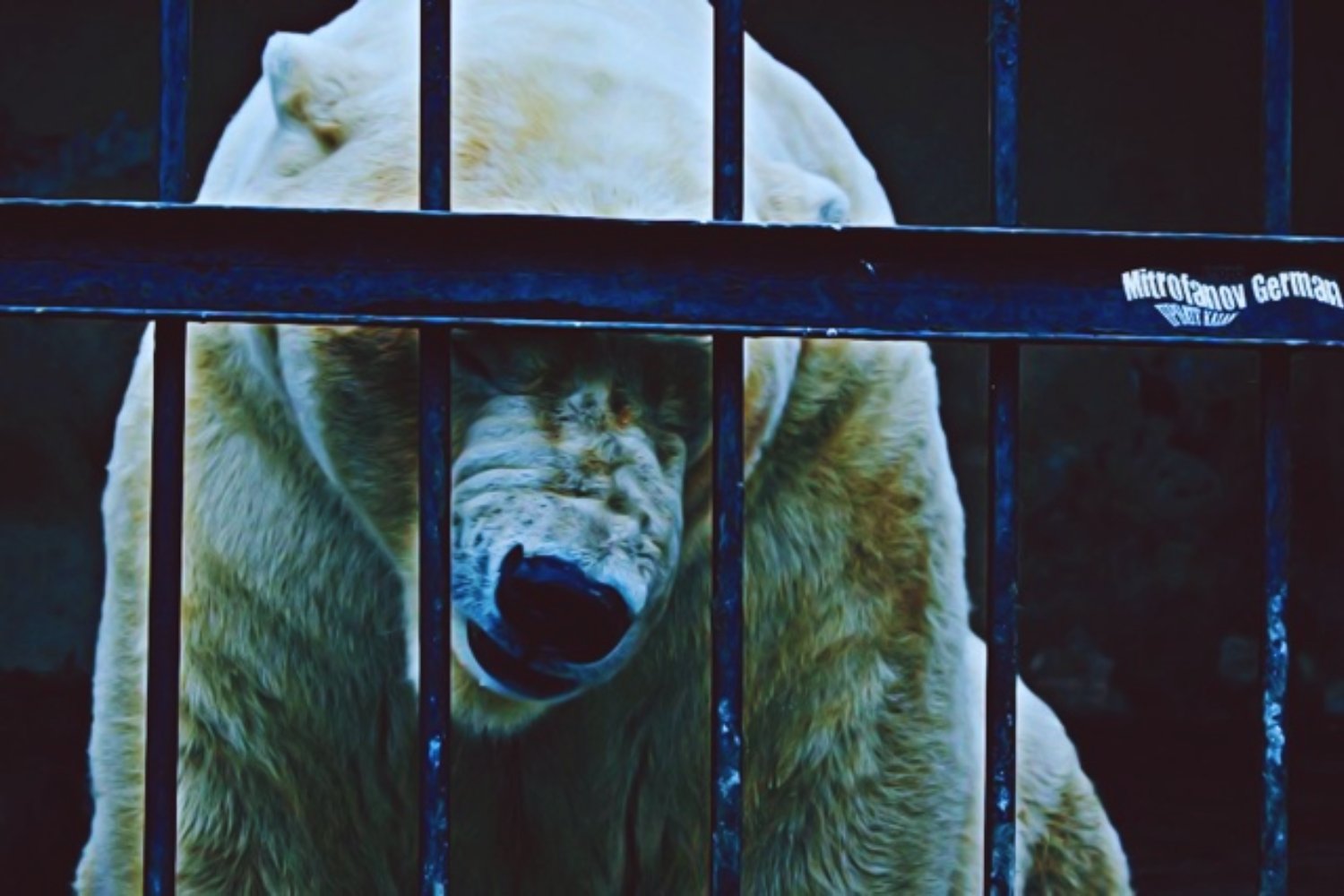 La cárcel de los osos polares existe. En Canadá, un hangar de hormigón decide la convivencia entre humanos y depredadores árticos