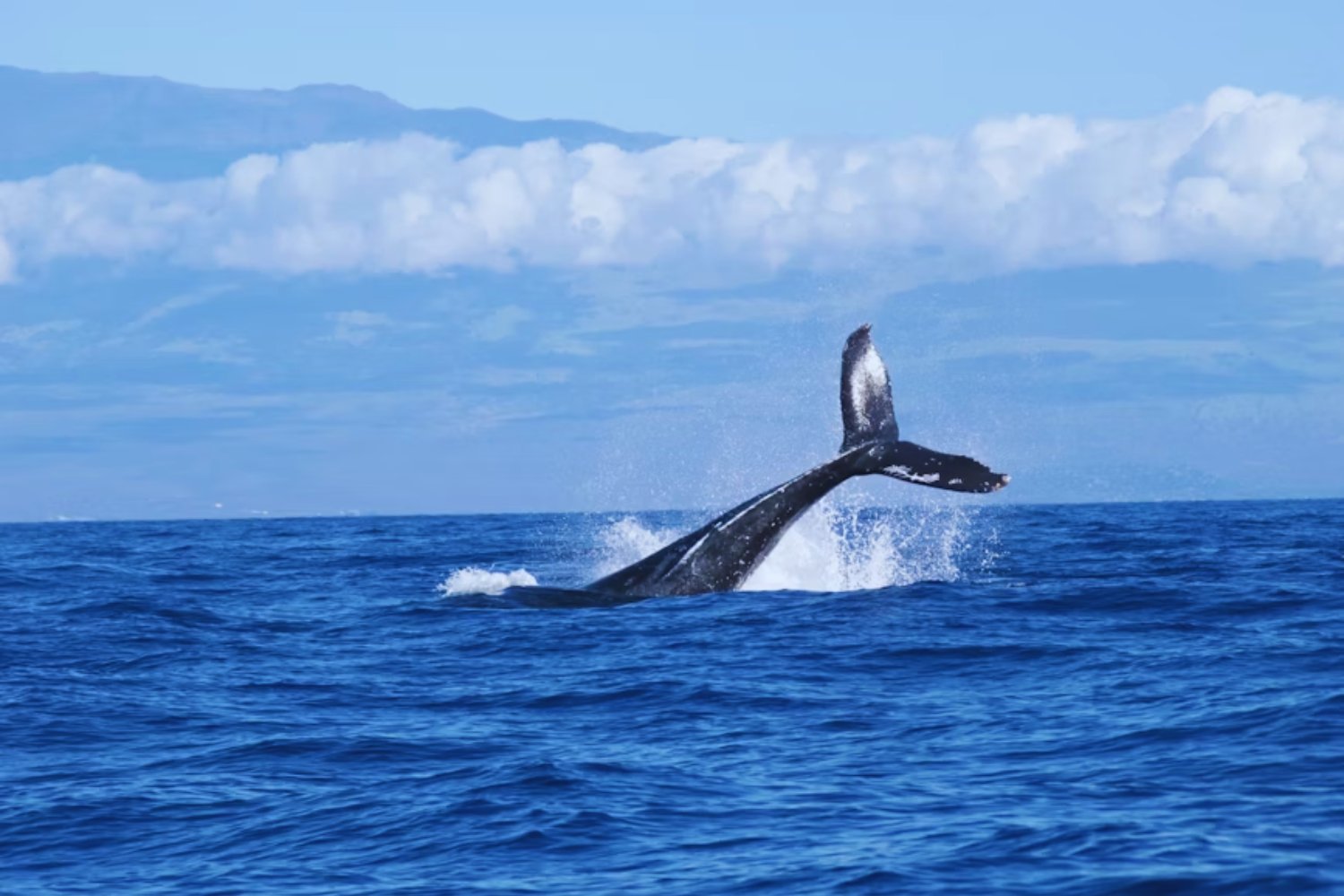 La ballena azul volvió a Massachusetts tras 20 años: un avistamiento histórico que alerta sobre la conservación de la especie
