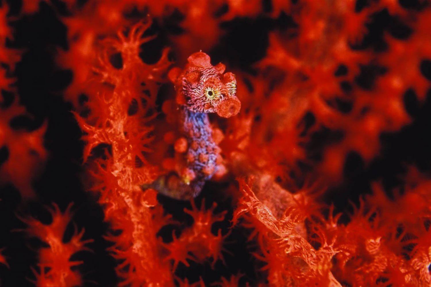 La evolución suele contarse como una historia de añadidos: un caballito de mar demostró que a veces funciona justo al revés