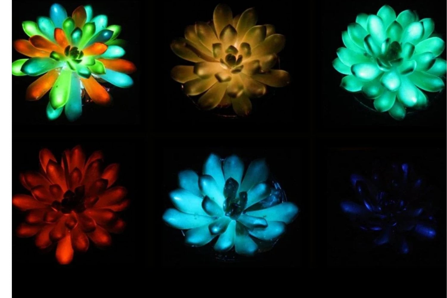 Plantas que brillan en la oscuridad: el enigma de las lámparas vivas que podrían transformar la noche