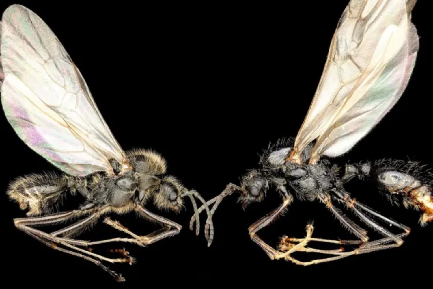 La reina que fabrica hijos ajenos: el hallazgo que obliga a reescribir las reglas de las especies