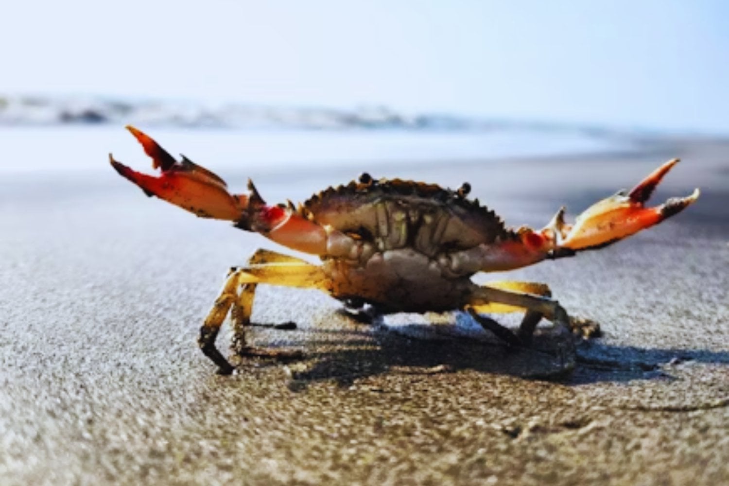 La extraña obsesión de la evolución con los cangrejos: por qué distintas especies terminan en el mismo diseño