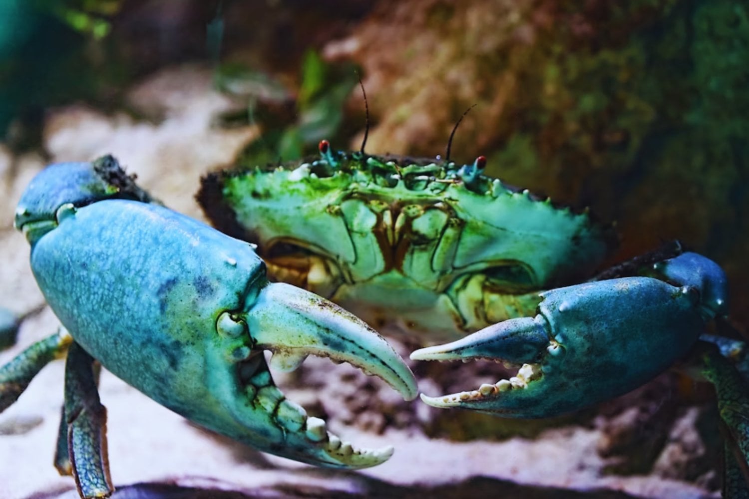La extraña obsesión de la evolución con los cangrejos: por qué distintas especies terminan en el mismo diseño