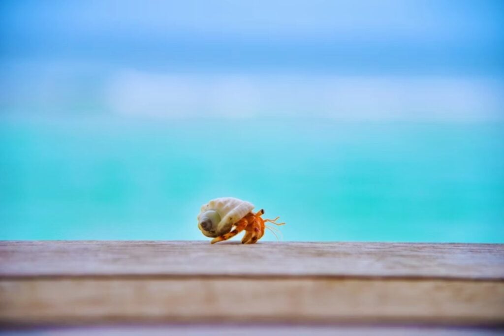 La extraña obsesión de la evolución con los cangrejos: por qué distintas especies terminan en el mismo diseño