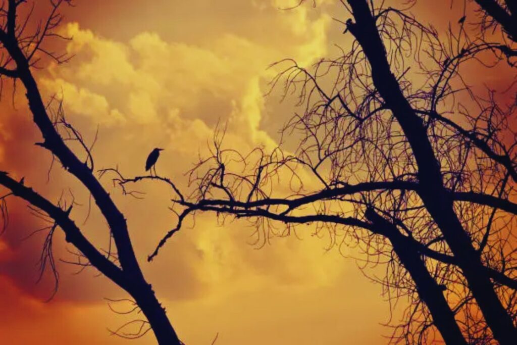 Veinte años de silencio en la selva misionera. Un ave volvió a aparecer cuando ya la dábamos por perdida