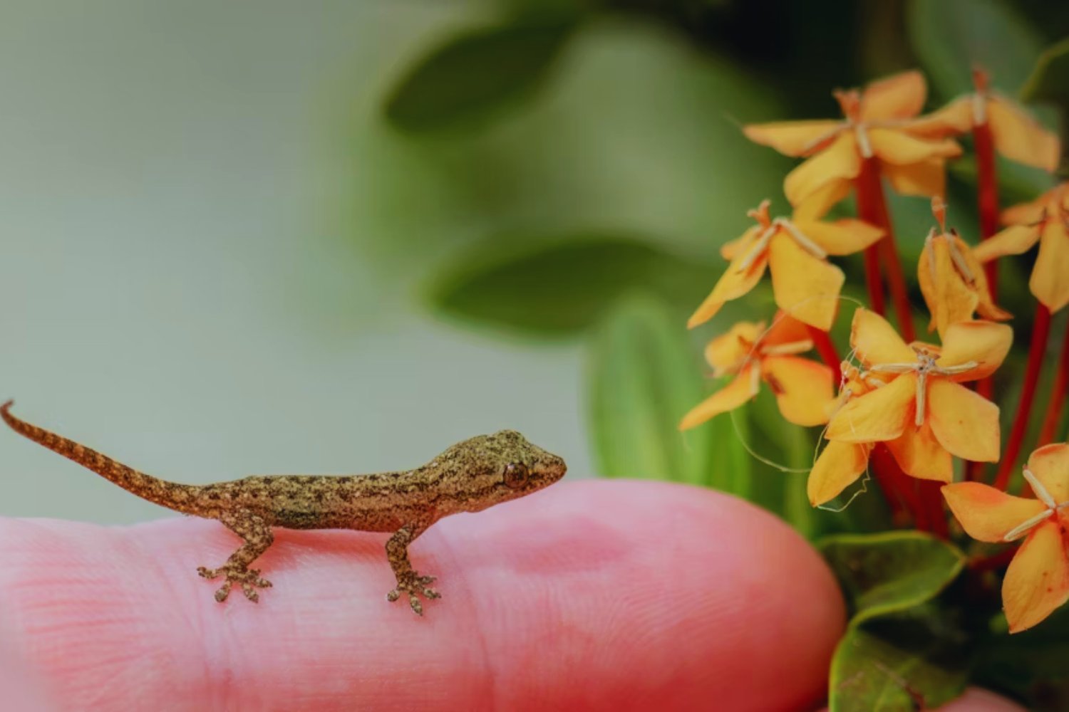 Cuando una salamanquesa entra en tu casa. Lo que la ciencia y el Feng Shui dicen sobre este visitante inesperado