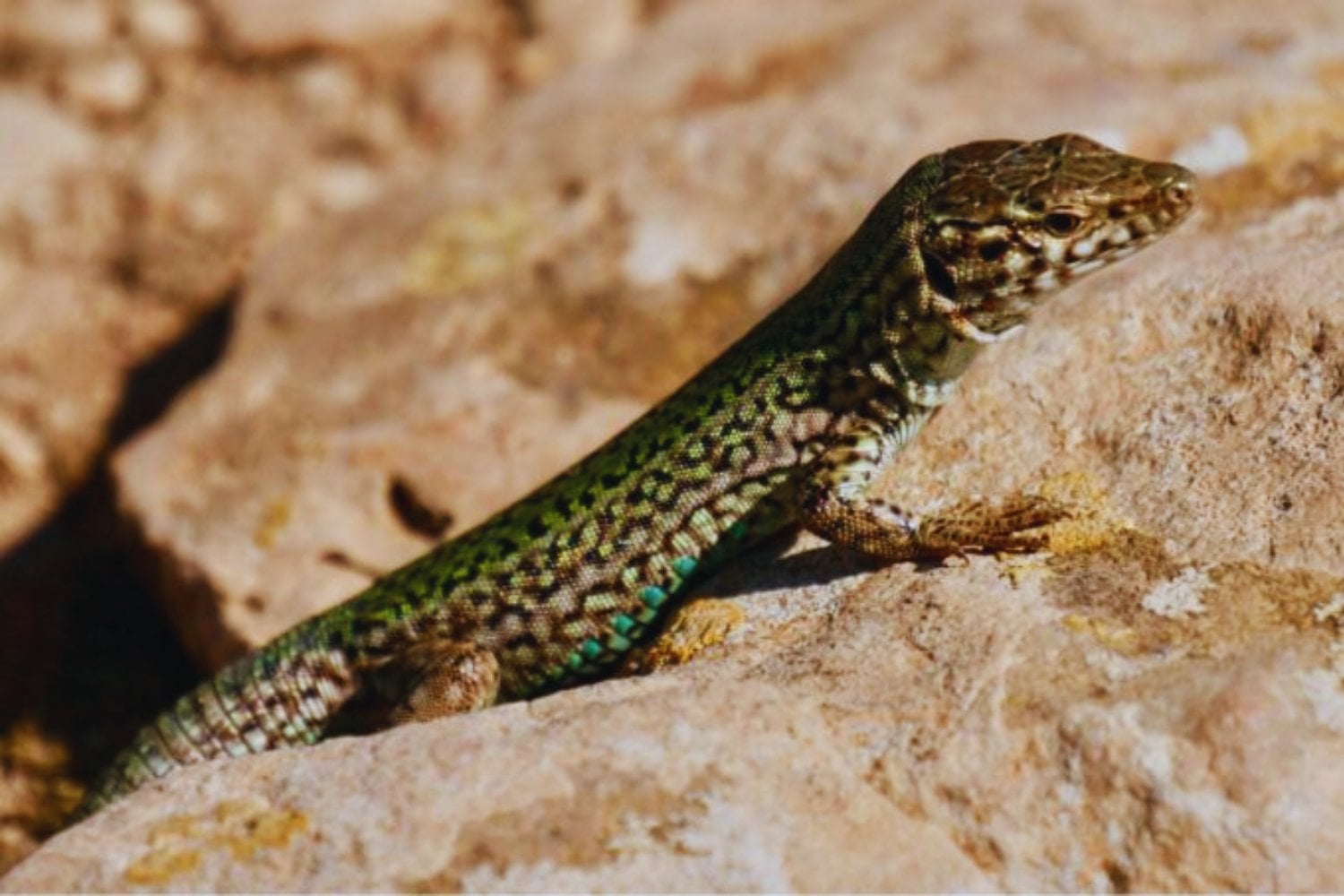 Cuando una salamanquesa entra en tu casa. Lo que la ciencia y el Feng Shui dicen sobre este visitante inesperado