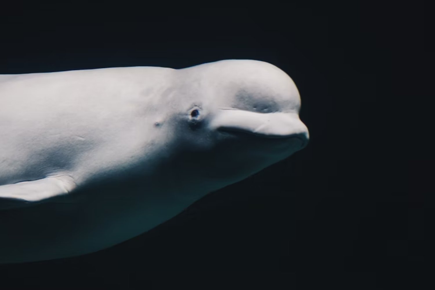 El rescate más insólito del Ártico: cómo un rompehielos soviético usó música clásica para liberar a 2.000 belugas atrapadas en 1985