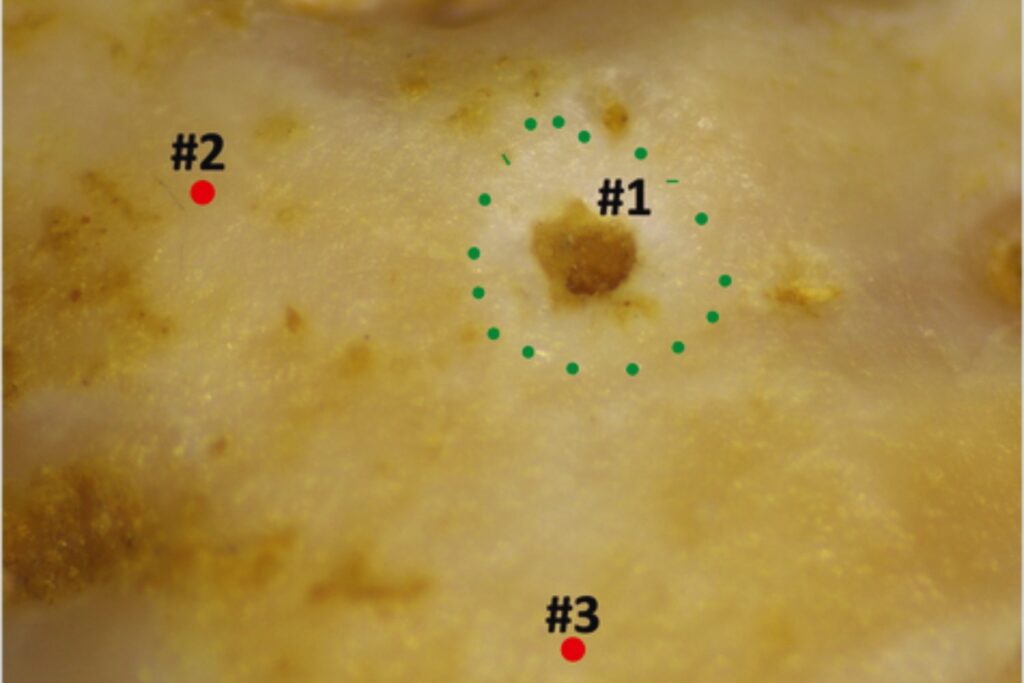 Un diente de hace 49.000 años revela un secreto insólito: cómo los neandertales usaban la boca como su “tercera mano”