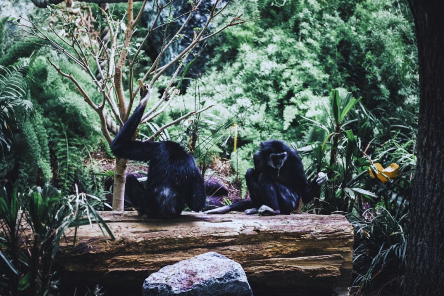 Los chimpancés y el enigma del alcohol: la herencia evolutiva que compartimos con ellos