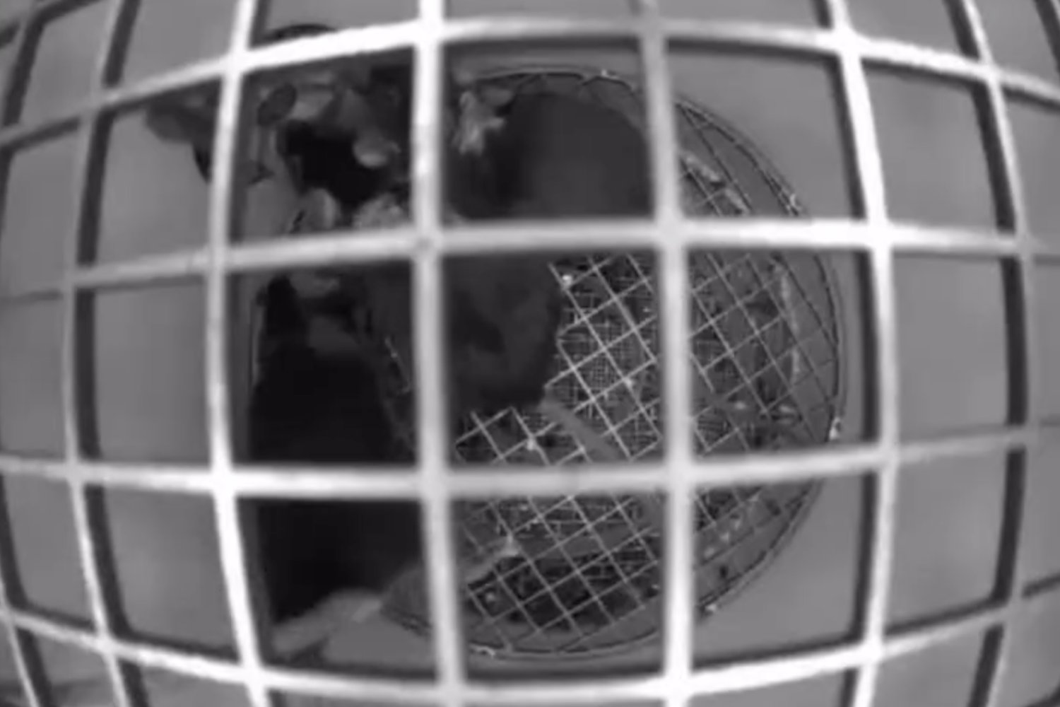 Bión M2: la cápsula soviética que volvió en 2025 con 75 ratones a bordo y un aterrizaje entre fuego y misterio