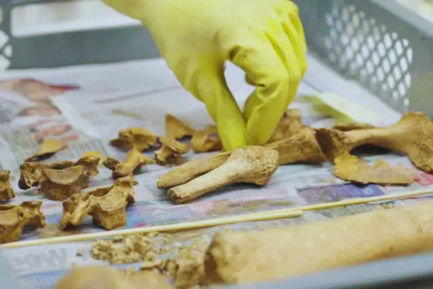 La fosa que nadie esperaba en Viena. Más de 150 guerreros romanos enterrados sin explicación