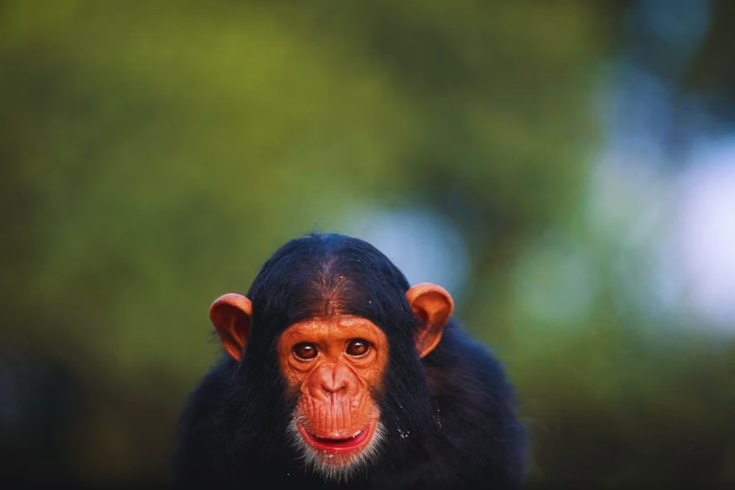 Los chimpancés y el enigma del alcohol: la herencia evolutiva que compartimos con ellos