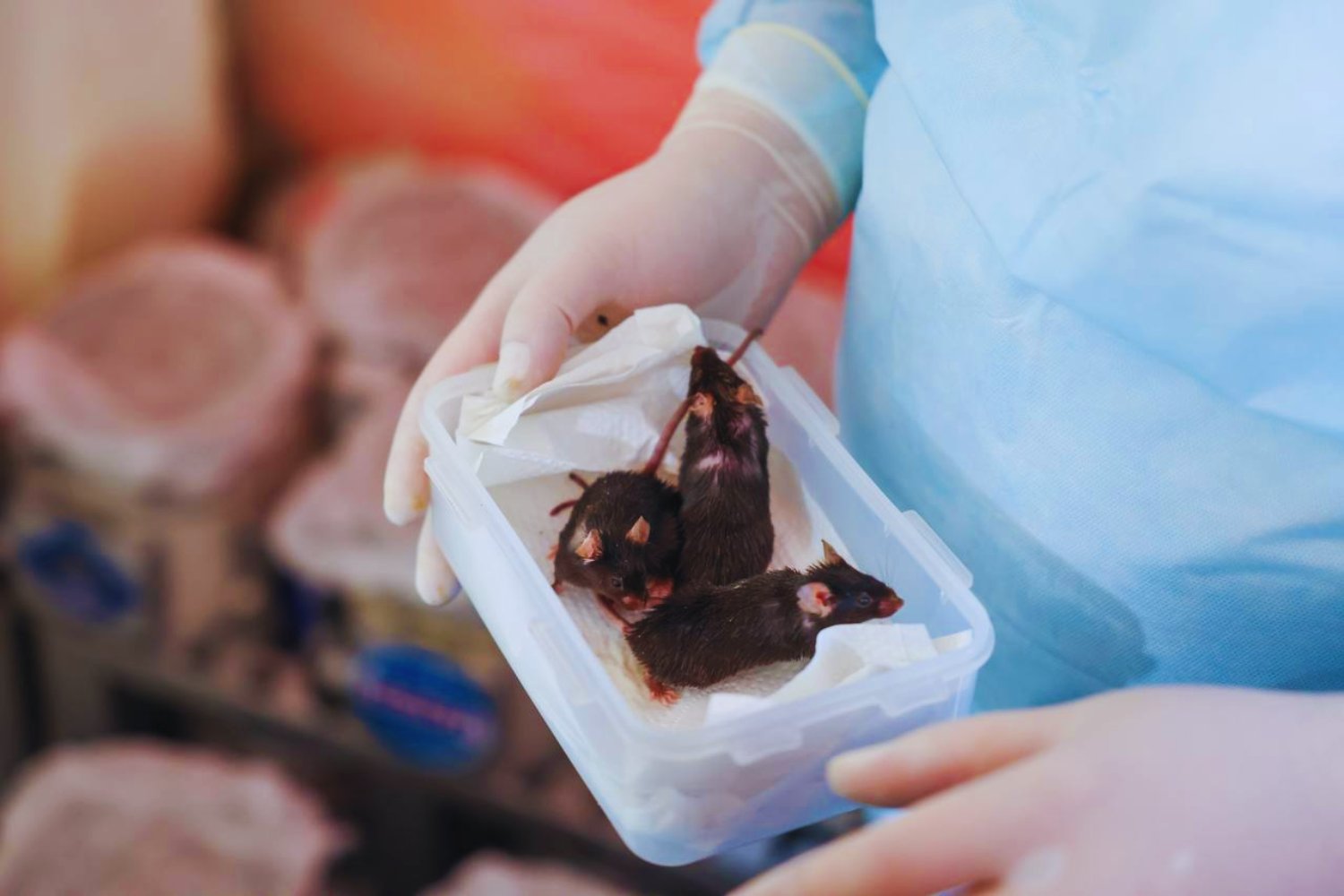 Bión M2: la cápsula soviética que volvió en 2025 con 75 ratones a bordo y un aterrizaje entre fuego y misterio