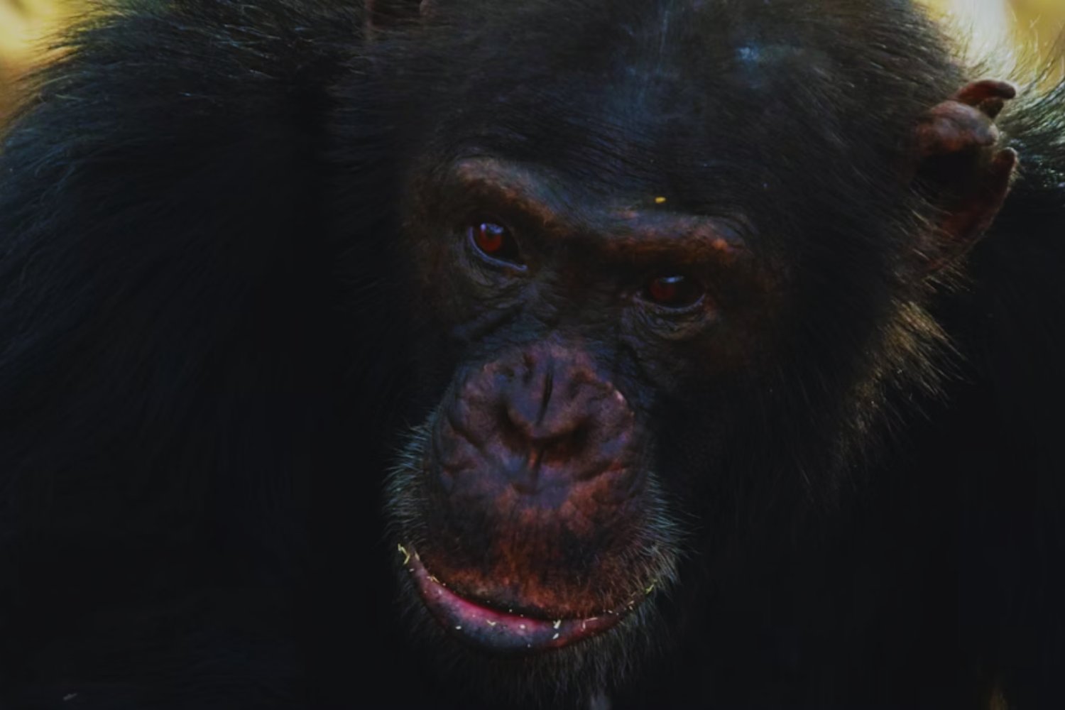 Los chimpancés y el enigma del alcohol: la herencia evolutiva que compartimos con ellos